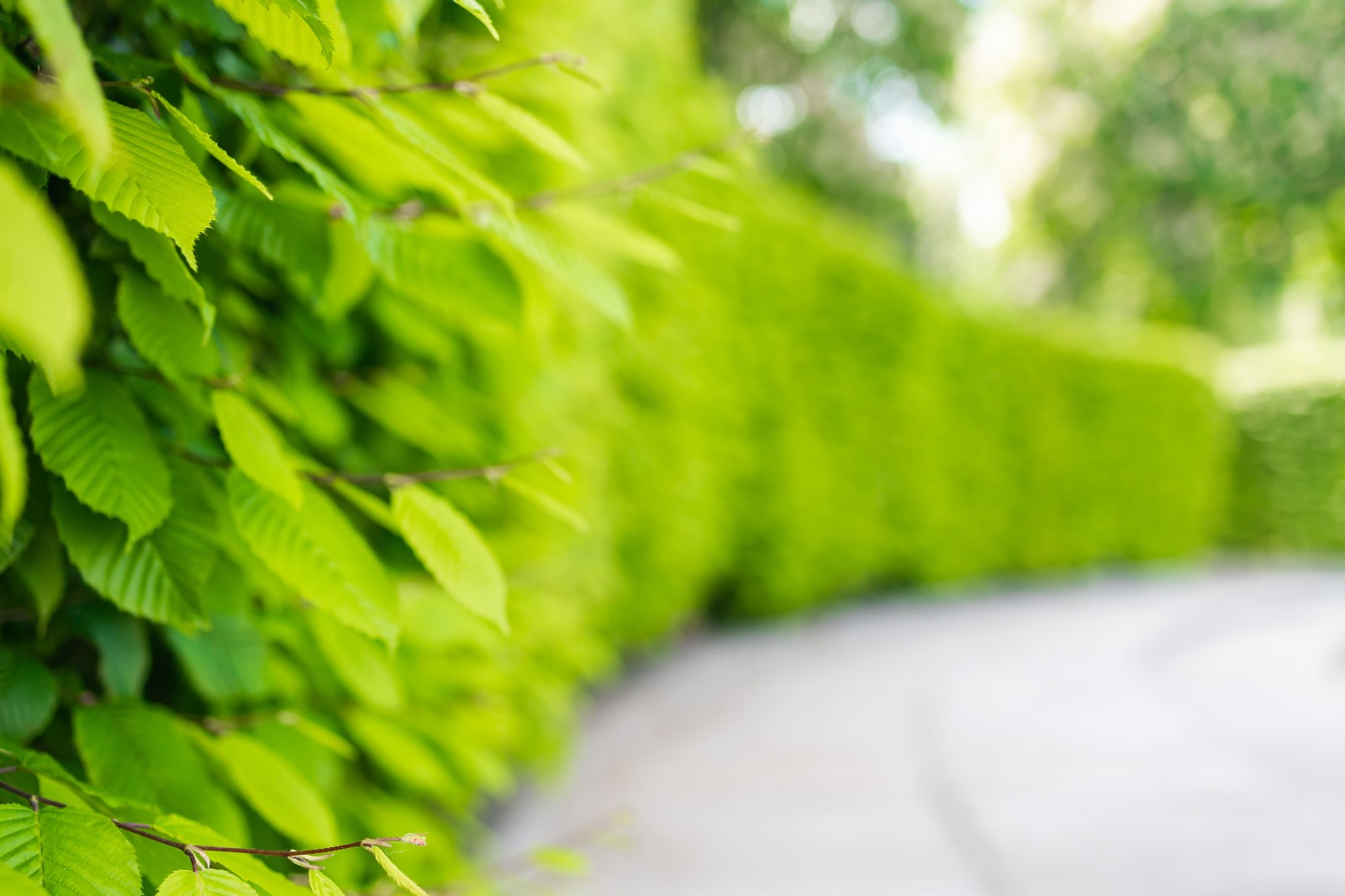 Taglio siepi in provincia di Padova e Venezia, Giardiniere Andrea Guglielmo