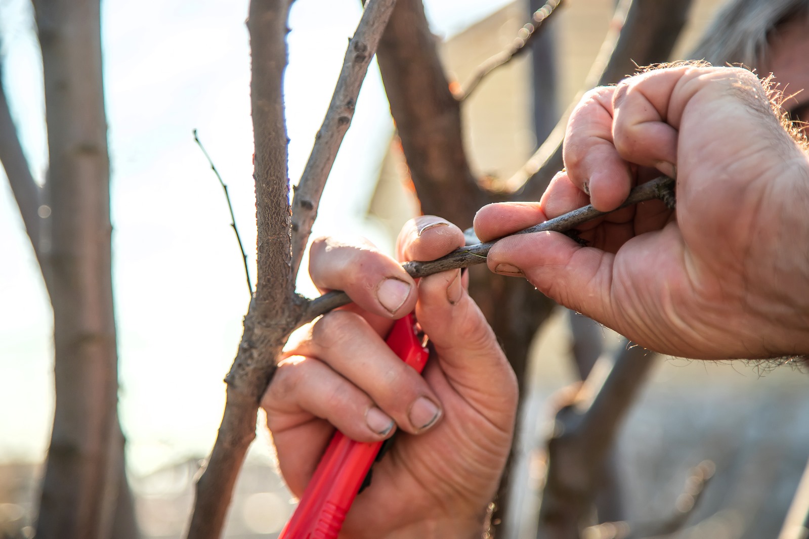 Potatura alberi da frutto in provincia di Padova e Venezia, Giardiniere Andrea Guglielmo