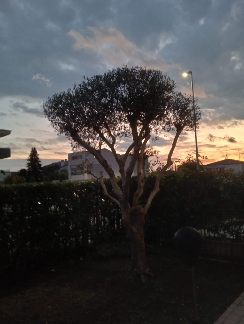 taglio siepi in provincia di Padova e Venezia, Giardiniere Andrea Guglielmo