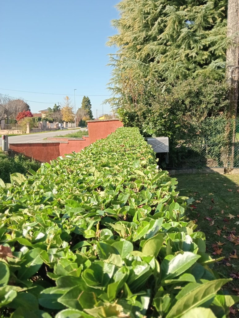 taglio siepi in provincia di Padova e Venezia, Giardiniere Andrea