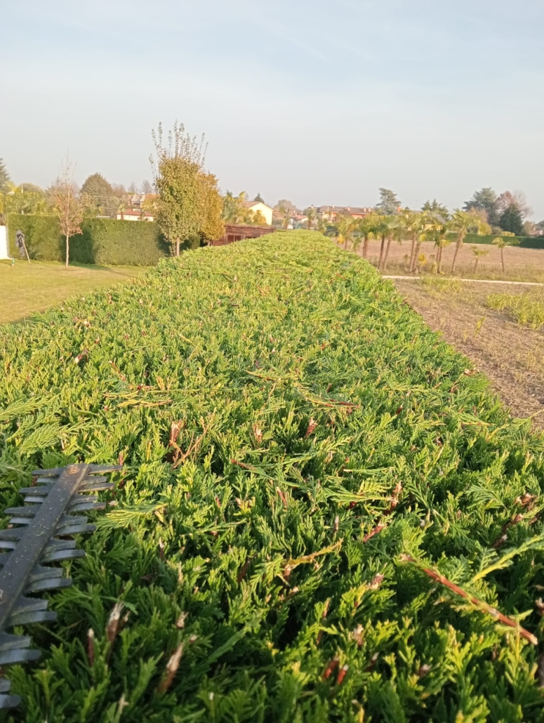 Taglio preciso delle siepi in provincia di Padova e Venezia